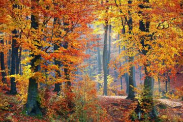 Autumn trends - autumnal trees